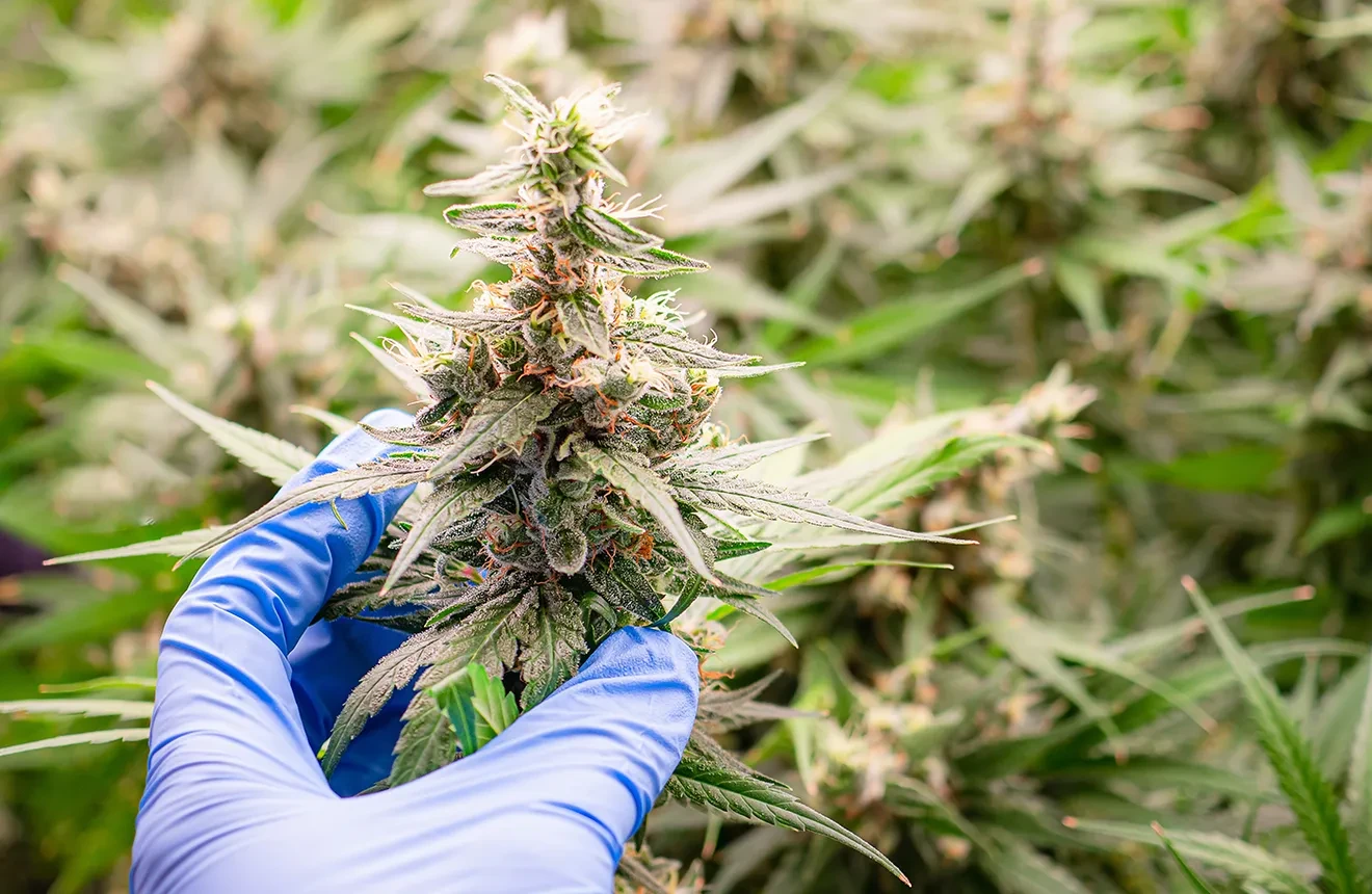 When to Harvest Autoflowers: A 5-Step Visual Guide