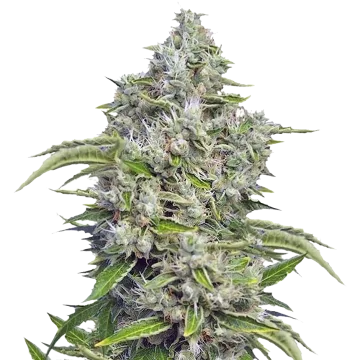 Future #1 cannabis plant