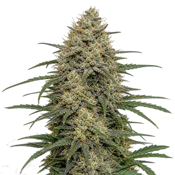 Moby Dick cannabis plant