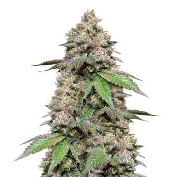 Plushberry Auto cannabis plant