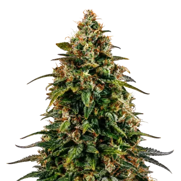 Watermelon Zkittlez cannabis plant