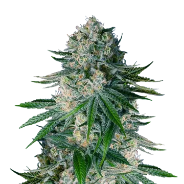 White Widow cannabis plant